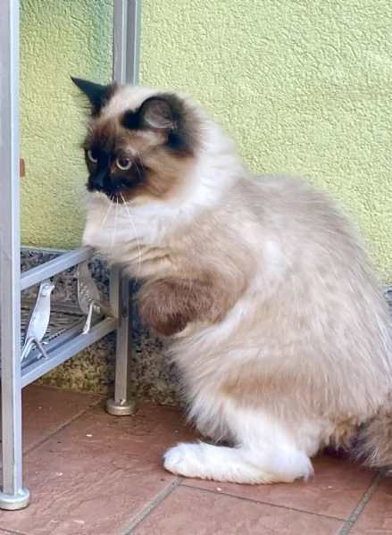 Cucciolone siberiano Neva Masquerade  | Foto 3