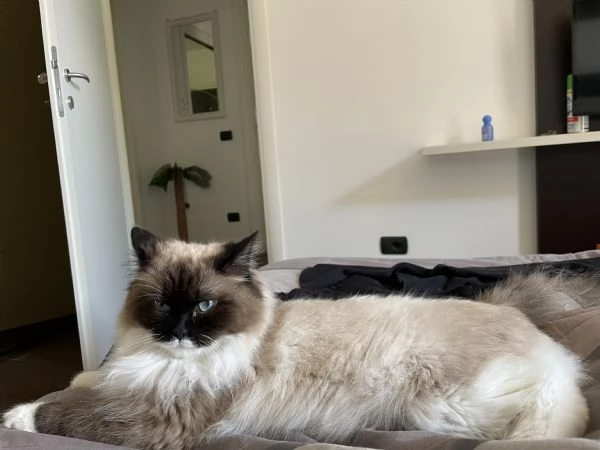 Cucciolone siberiano Neva Masquerade  | Foto 2