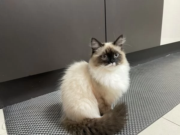 Cucciolone siberiano Neva Masquerade  | Foto 1