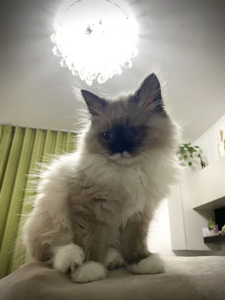 Cucciolone siberiano Neva Masquerade  | Foto 0