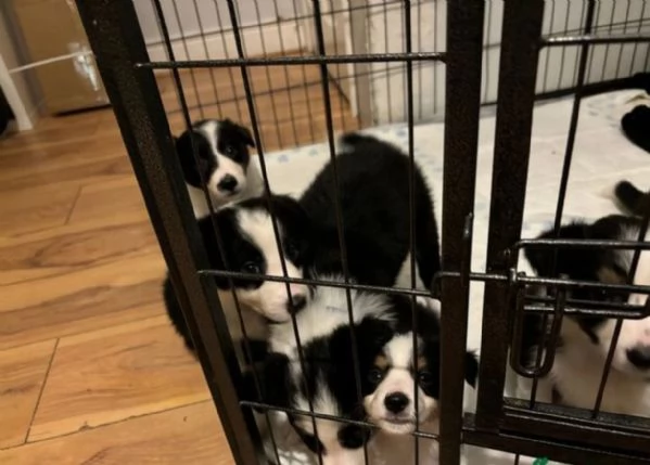 CUCCIOLI DI BORDER COLLIE ALLEVATI CON AMORE per adozione 