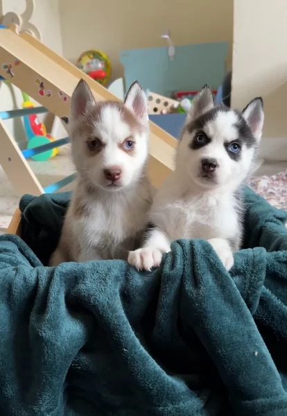 CUCCIOLI DI HUSKY ALLEVATI CON AMORE per adozione