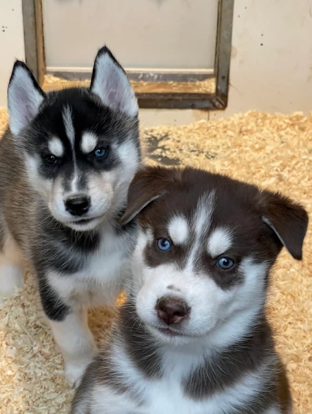 CUCCIOLI DI HUSKY ALLEVATI CON AMORE per adozione | Foto 2