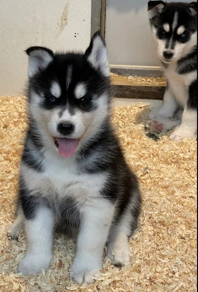 CUCCIOLI DI HUSKY ALLEVATI CON AMORE per adozione | Foto 1