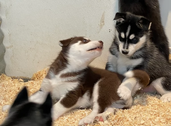 CUCCIOLI DI HUSKY ALLEVATI CON AMORE per adozione | Foto 0