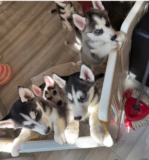 CUCCIOLI DI HUSKY ALLEVATI CON AMORE per adozione
