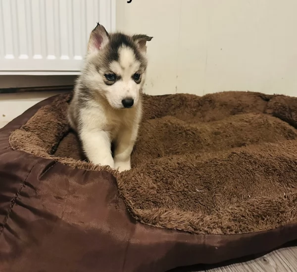 CUCCIOLI DI SIBERIAN HUSKY ALLEVATI CON AMORE per adozione | Foto 3