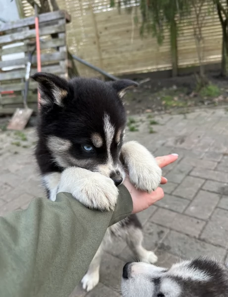 CUCCIOLI DI SIBERIAN HUSKY ALLEVATI CON AMORE per adozione | Foto 0