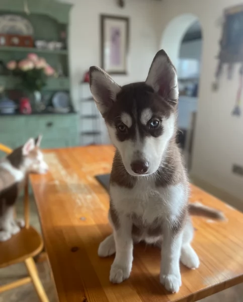 CUCCIOLI DI SIBERIAN HUSKY ALLEVATI CON AMORE per adozione | Foto 3