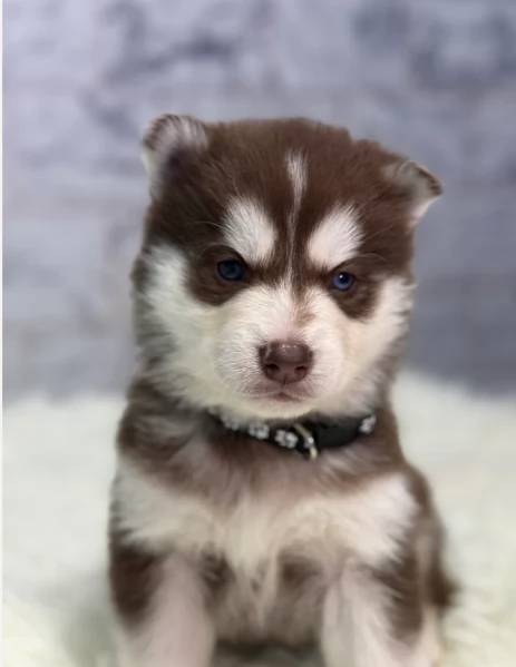 CUCCIOLI DI HUSKY ALLEVATI CON AMORE per adozione | Foto 5