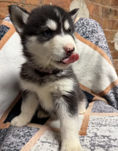 CUCCIOLI DI HUSKY ALLEVATI CON AMORE per adozione | Foto 4