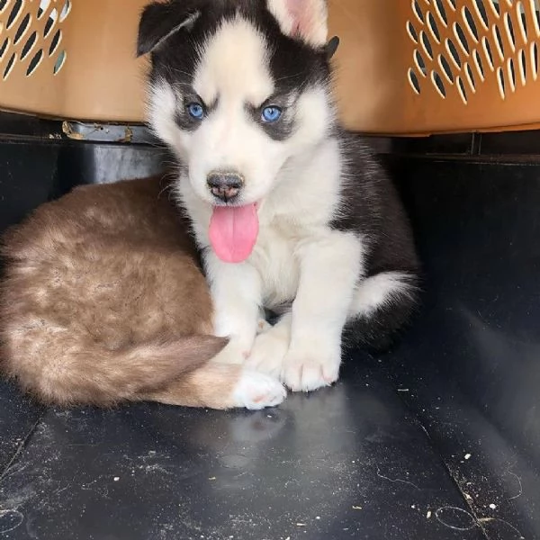 CUCCIOLI DI HUSKY ALLEVATI CON AMORE per adozione | Foto 3