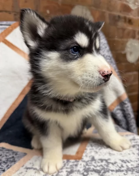 CUCCIOLI DI HUSKY ALLEVATI CON AMORE per adozione | Foto 1