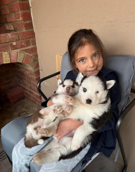 CUCCIOLI DI HUSKY ALLEVATI CON AMORE per adozione | Foto 0