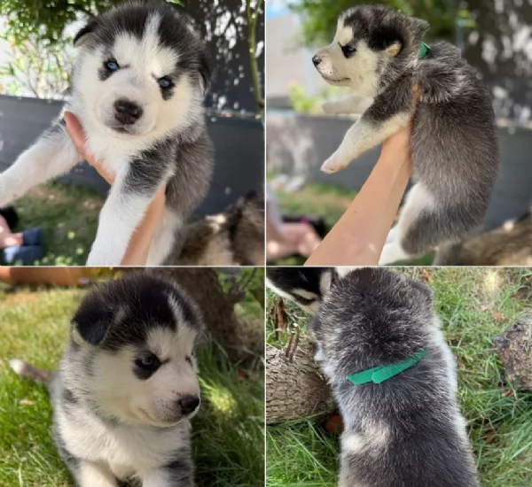 CUCCIOLI DI SIBERIAN HUSKY ALLEVATI CON AMORE per adozione | Foto 2