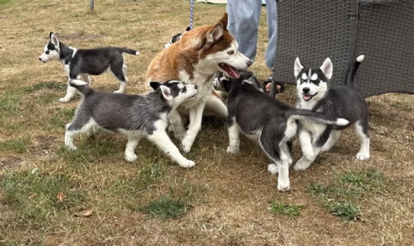CUCCIOLI DI HUSKY ALLEVATI CON AMORE per adozione | Foto 1