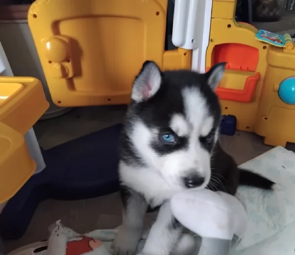 CUCCIOLI DI HUSKY ALLEVATI CON AMORE per adozione | Foto 0