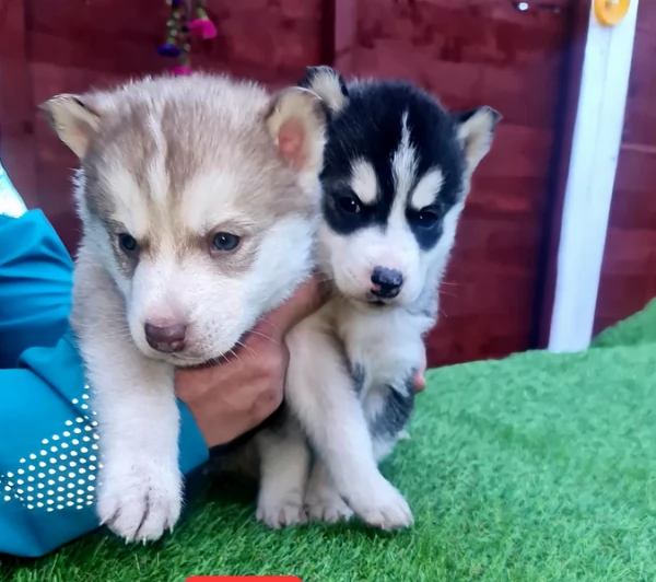 CUCCIOLI DI HUSKY ALLEVATI CON AMORE per adozione