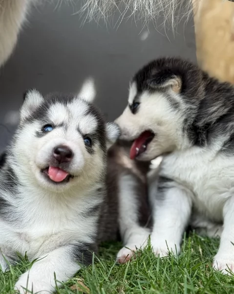 CUCCIOLI DI HUSKY ALLEVATI CON AMORE per adozione | Foto 0