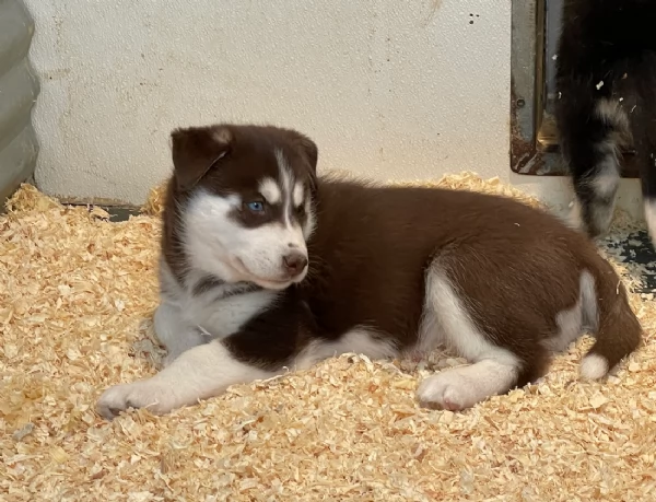 CUCCIOLI DI HUSKY ALLEVATI CON AMORE per adozione | Foto 6