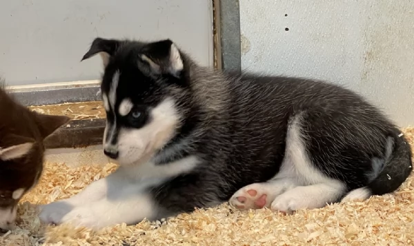CUCCIOLI DI HUSKY ALLEVATI CON AMORE per adozione | Foto 5