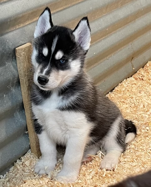 CUCCIOLI DI HUSKY ALLEVATI CON AMORE per adozione | Foto 4