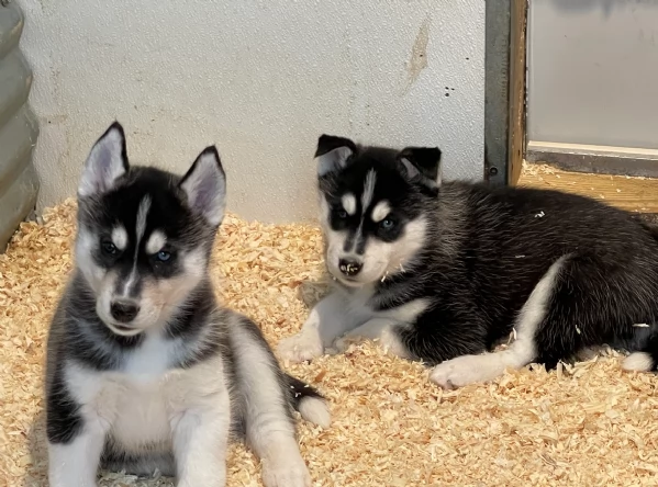 CUCCIOLI DI HUSKY ALLEVATI CON AMORE per adozione | Foto 3
