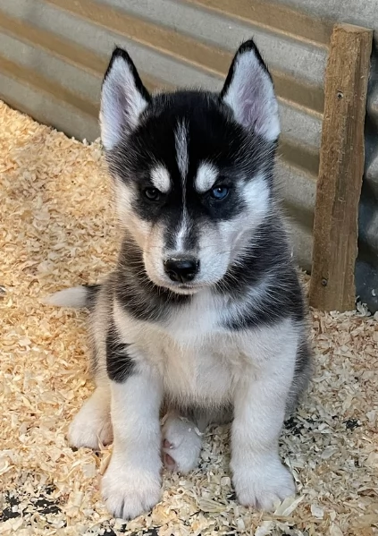 CUCCIOLI DI HUSKY ALLEVATI CON AMORE per adozione | Foto 2