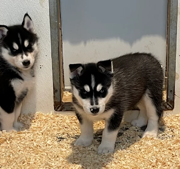 CUCCIOLI DI HUSKY ALLEVATI CON AMORE per adozione
