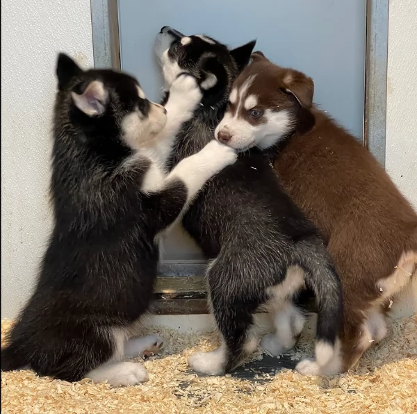 CUCCIOLI DI HUSKY ALLEVATI CON AMORE per adozione | Foto 1