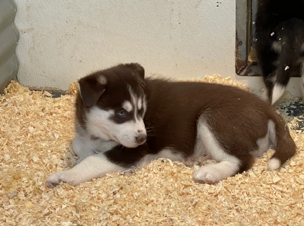 CUCCIOLI DI HUSKY ALLEVATI CON AMORE per adozione | Foto 0