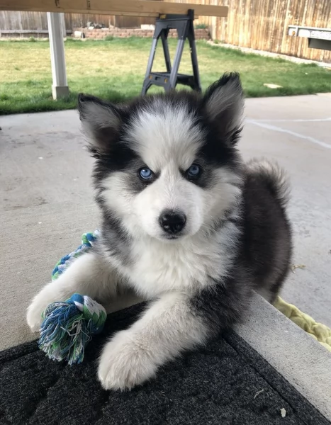 CUCCIOLI DI HUSKY ALLEVATI CON AMORE per adozione | Foto 5