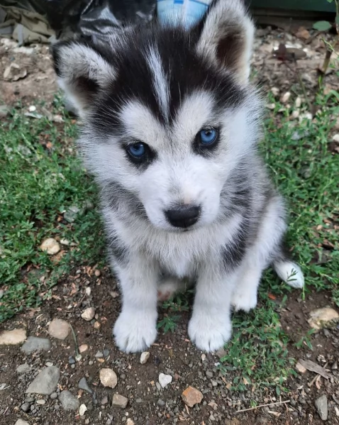 CUCCIOLI DI HUSKY ALLEVATI CON AMORE per adozione | Foto 4