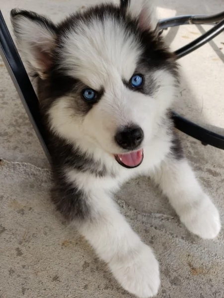 CUCCIOLI DI HUSKY ALLEVATI CON AMORE per adozione | Foto 3