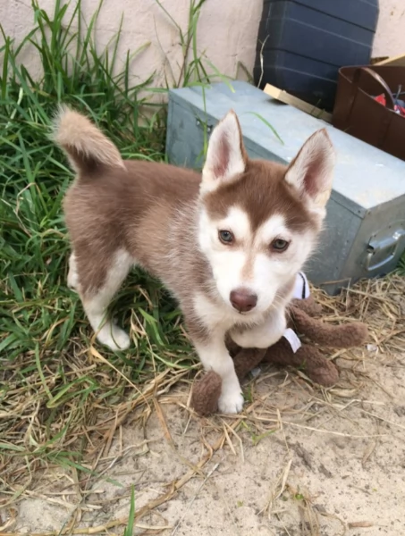 CUCCIOLI DI HUSKY ALLEVATI CON AMORE per adozione | Foto 2