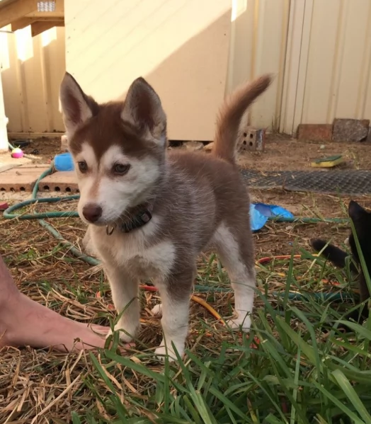 CUCCIOLI DI HUSKY ALLEVATI CON AMORE per adozione | Foto 1