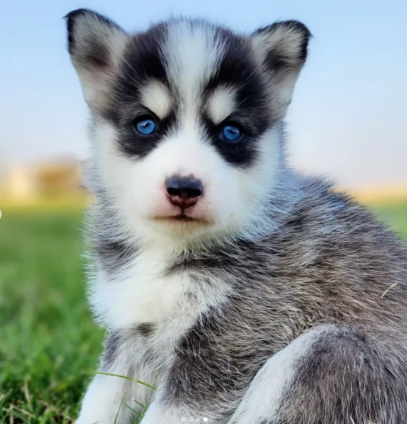 CUCCIOLI DI HUSKY ALLEVATI CON AMORE per adozione