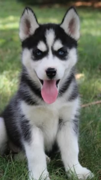 CUCCIOLI DI HUSKY ALLEVATI CON AMORE per adozione | Foto 0