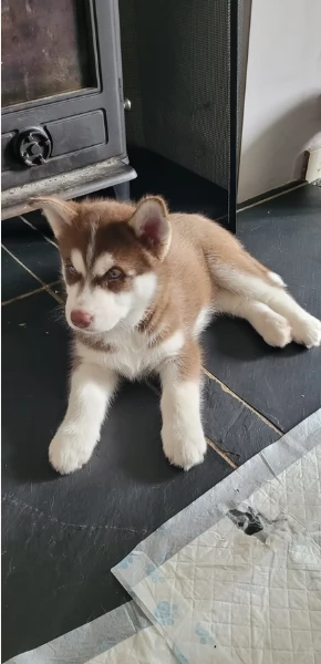 CUCCIOLI DI HUSKY ALLEVATI CON AMORE per adozione | Foto 3