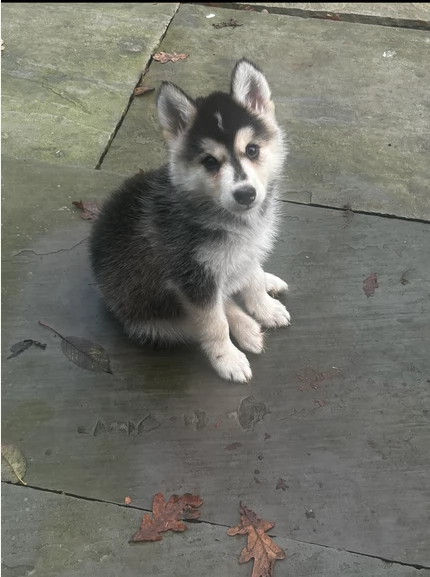 CUCCIOLI DI HUSKY ALLEVATI CON AMORE per adozione | Foto 1