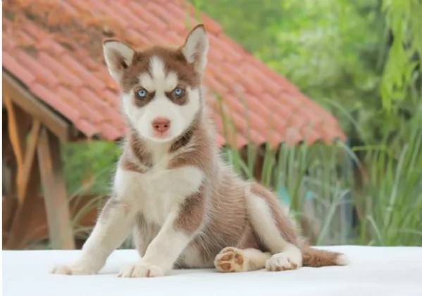 CUCCIOLI DI HUSKY ALLEVATI CON AMORE per adozione