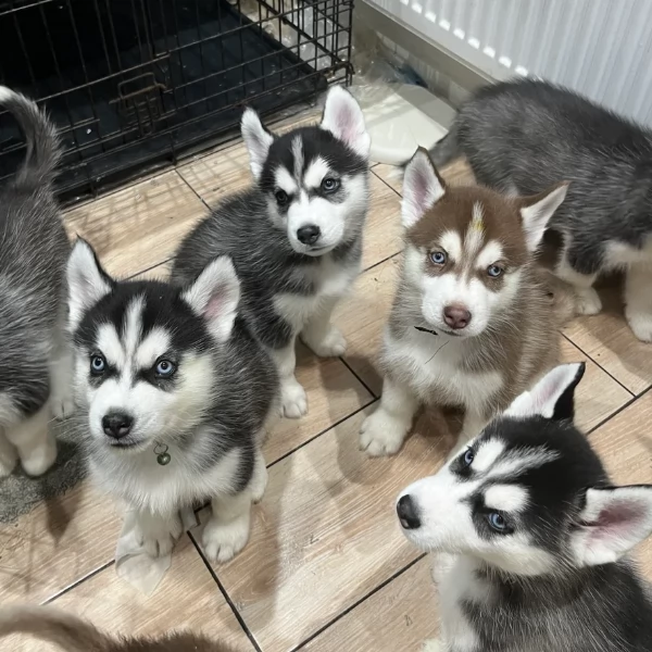 CUCCIOLI DI HUSKY ALLEVATI CON AMORE per adozione