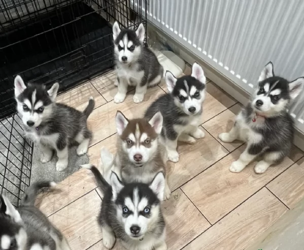 CUCCIOLI DI HUSKY ALLEVATI CON AMORE per adozione | Foto 1