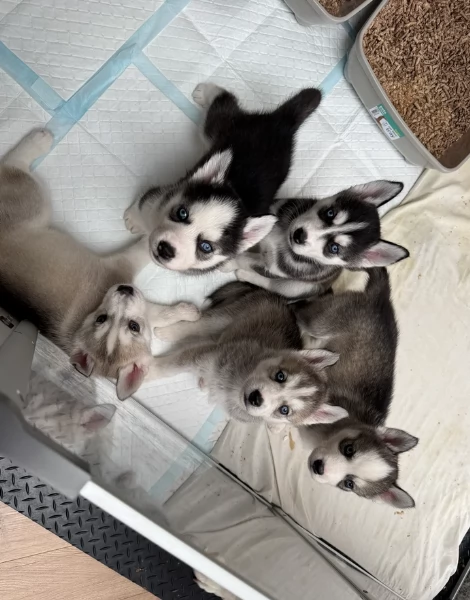 CUCCIOLI DI HUSKY ALLEVATI CON AMORE per adozione | Foto 3