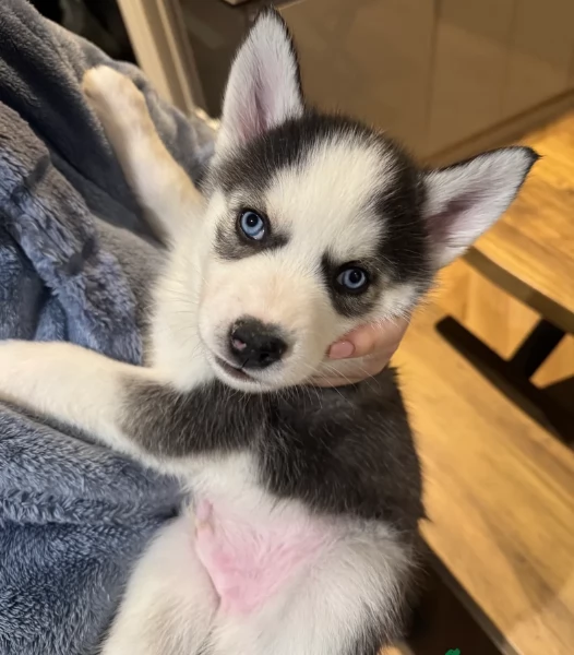 CUCCIOLI DI HUSKY ALLEVATI CON AMORE per adozione | Foto 2