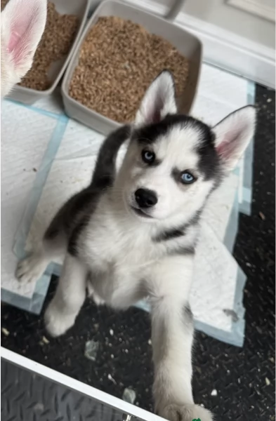 CUCCIOLI DI HUSKY ALLEVATI CON AMORE per adozione