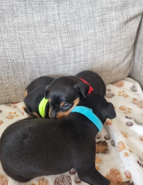 Stupenda i cuccioli PINSCHER toy per adozione | Foto 6