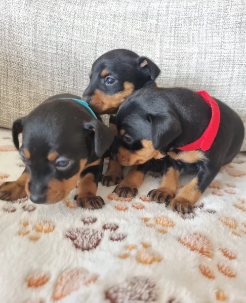 Stupenda i cuccioli PINSCHER toy per adozione | Foto 5