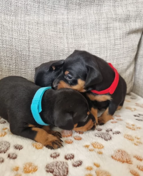 Stupenda i cuccioli PINSCHER toy per adozione | Foto 4