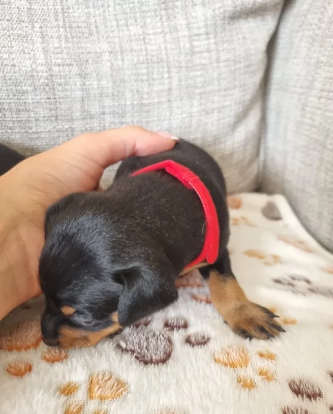 Stupenda i cuccioli PINSCHER toy per adozione | Foto 3